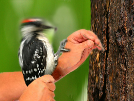 Photoshop Design by Mikediebold for DesignCrowd (Community Contests) | Design #9044228