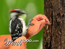 Photoshop Design by Mikediebold