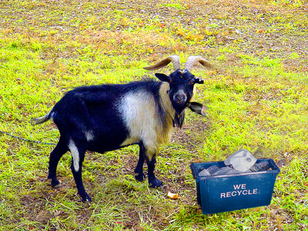 Design Photoshop par FishWhisperer pour DesignCrowd (Community Contests) | Design #9044254