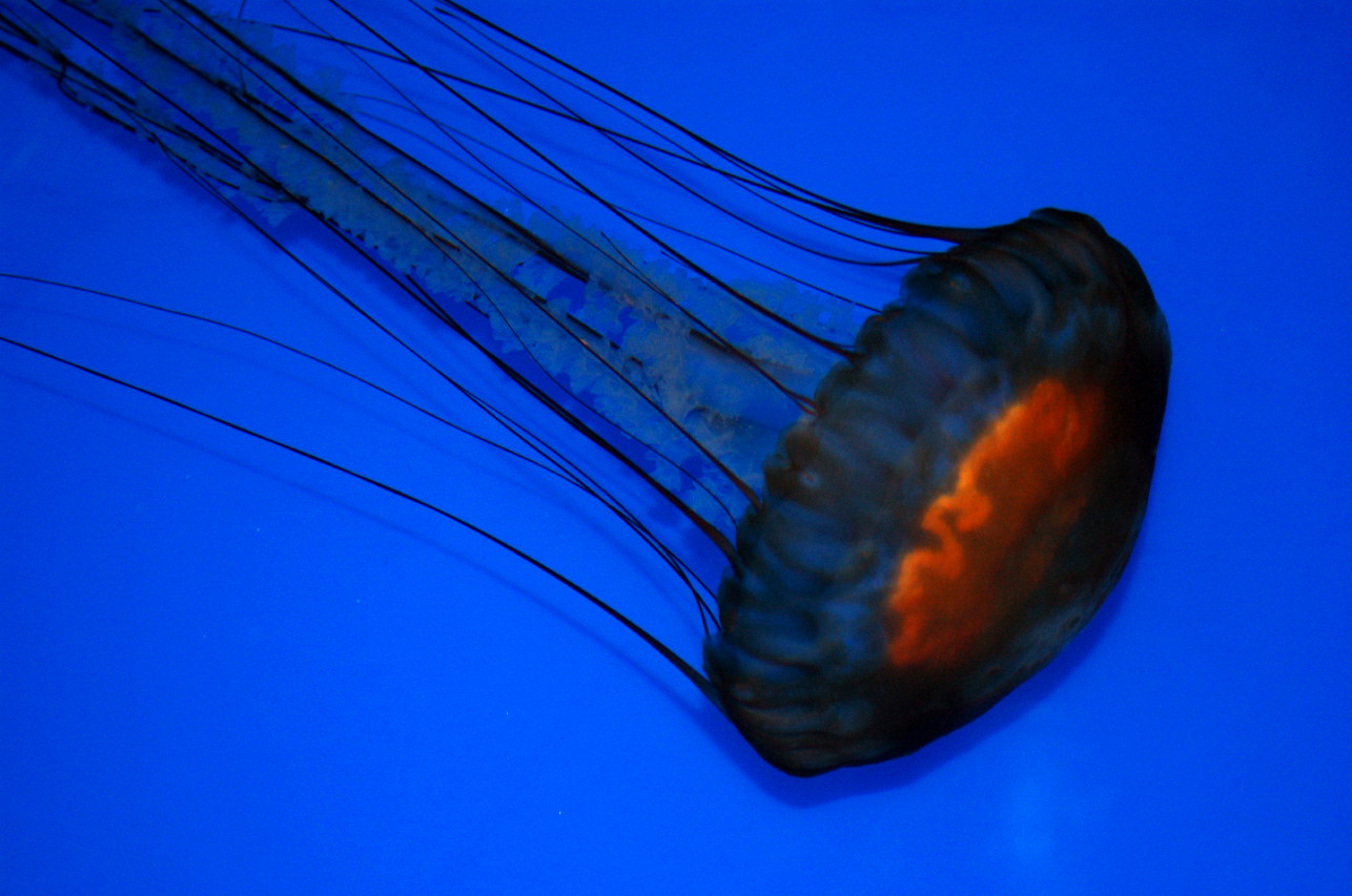 Photography by tlovesd for DesignCrowd (Community Contests) | Design #9055959