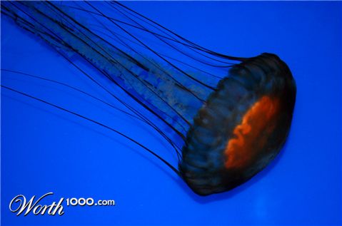 Photography by tlovesd