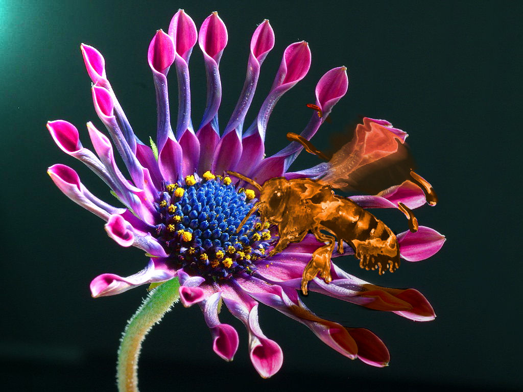 Photoshop Design by StarcCows for DesignCrowd (Community Contests) | Design #9057509