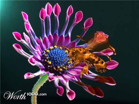 Photoshop Design by StarcCows
