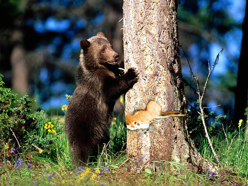 Photoshop Design by cherriesjubilee for DesignCrowd (Community Contests) | Design #9044350