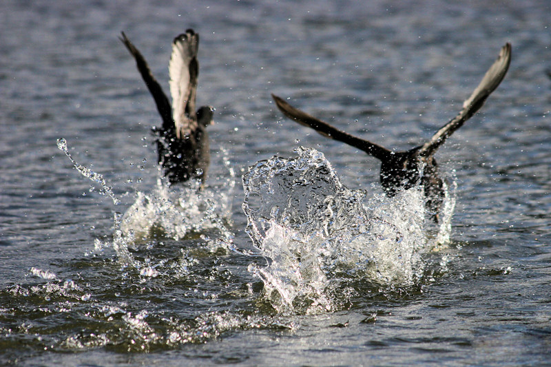 Photographie par Alnath pour DesignCrowd (Community Contests) | Design #9041546