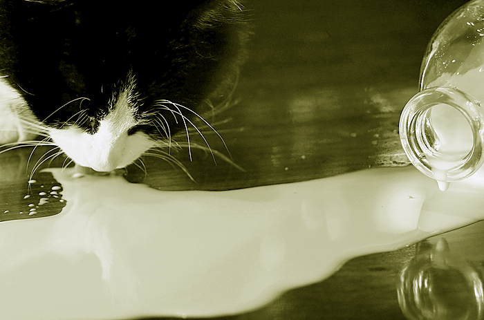 Fotografie von rattiecat für DesignCrowd (Community Contests) | Design #9055316