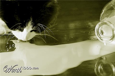 Photography by rattiecat