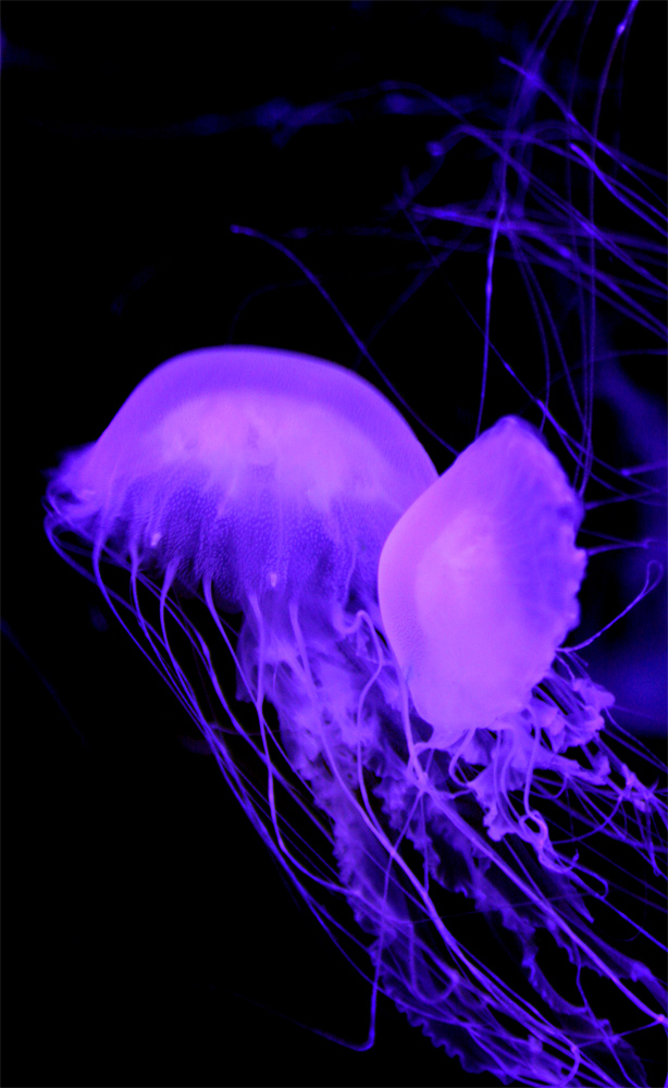 Photography by mare53 for DesignCrowd (Community Contests) | Design #9056094