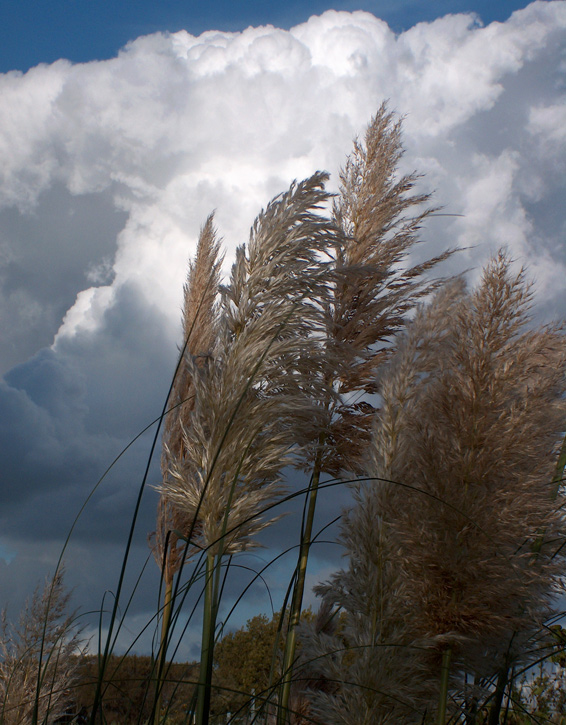 Photographie par Nicky666 pour DesignCrowd (Community Contests) | Design #9044116