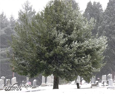 Photography by desstorm