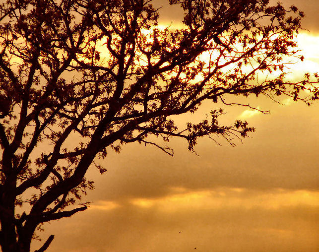 Photography by Suziecuchon for DesignCrowd (Community Contests) | Design #9044288