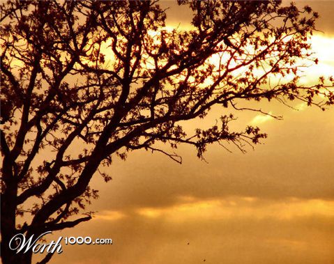 Photography by Suziecuchon