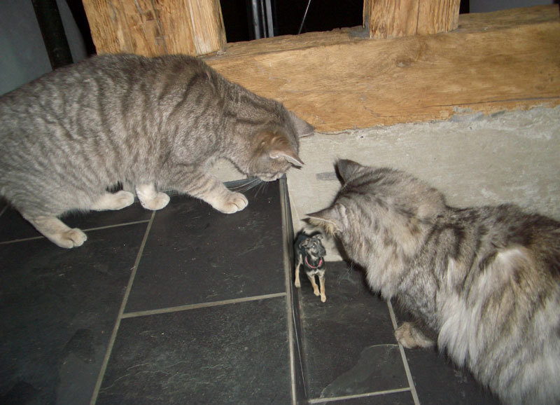 Design Photoshop par MataleoneRJ pour DesignCrowd (Community Contests) | Design #9051791