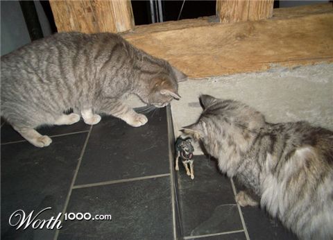 Photoshop Design by MataleoneRJ