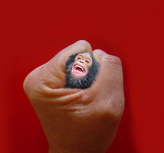 Diseño de Photoshop por ievakiss para DesignCrowd (Community Contests) | Diseño #9051788