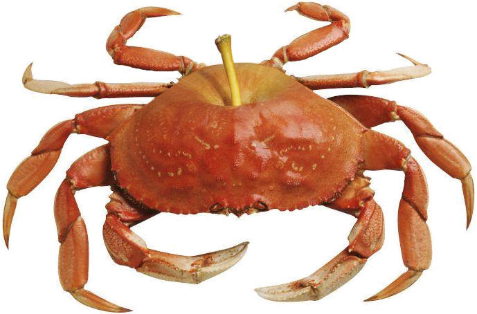 Photoshop Design by Irrwitzer for DesignCrowd (Community Contests) | Design #9051264