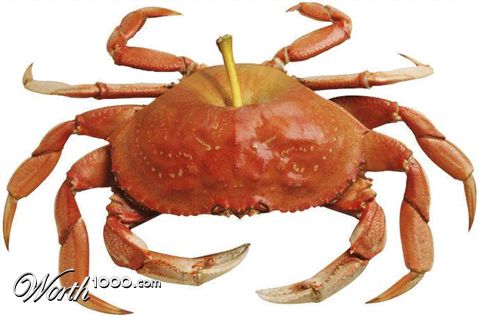 Photoshop Design by Irrwitzer