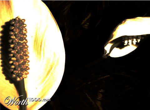 Photography by Atomic52