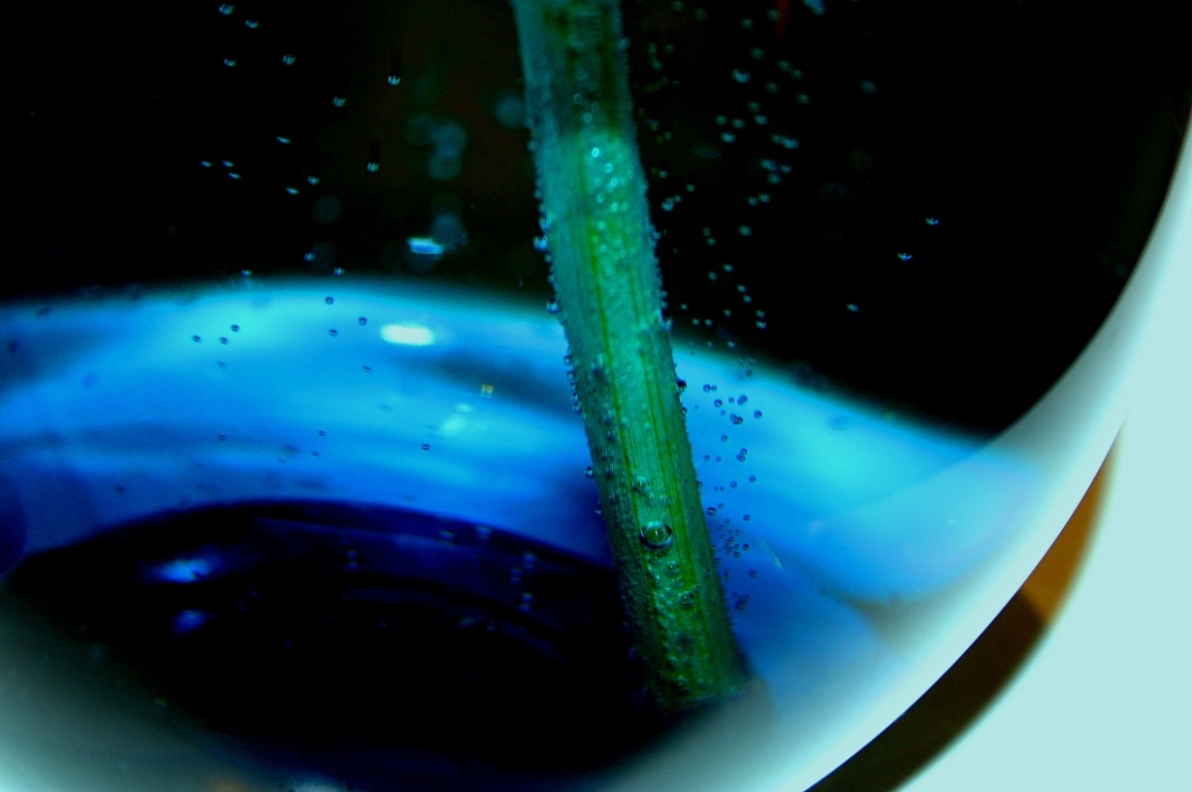 Photography by jodilatham for DesignCrowd (Community Contests) | Design #9043614