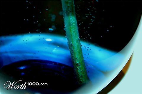 Photography by jodilatham