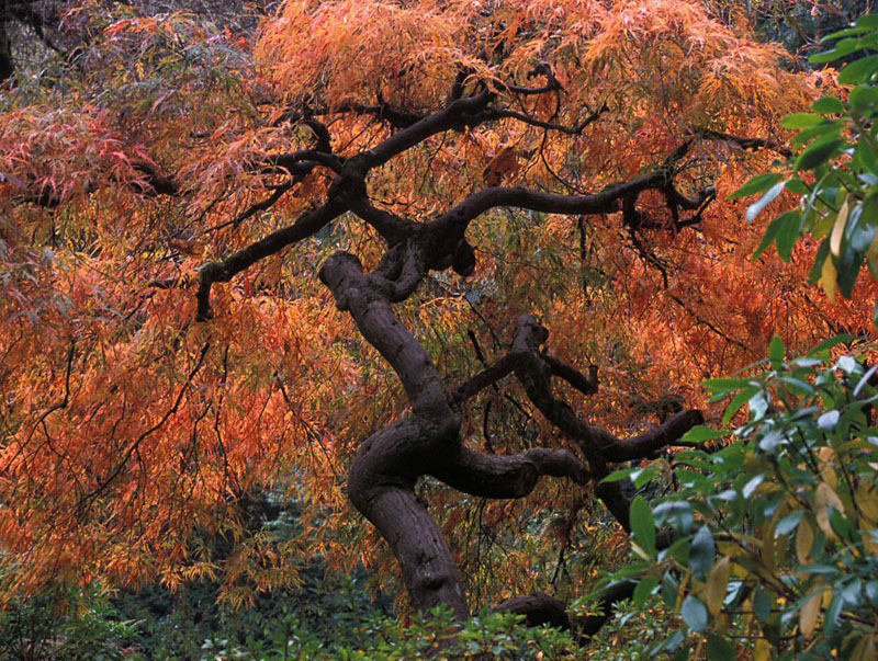 Photoshop Design by silvagod for DesignCrowd (Community Contests) | Design #9052819