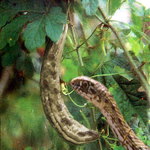 Photoshop Design by krishhi for DesignCrowd (Community Contests) | Design #9042287