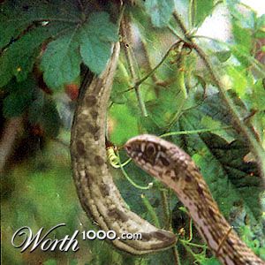 Photoshop Design by krishhi