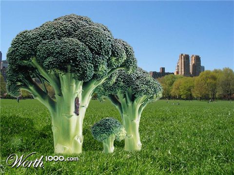 Photoshop Design by Irrwitzer