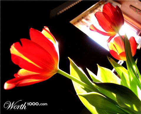 Photography by copierguy43215