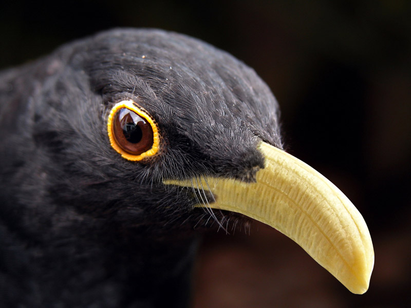 Diseño de Photoshop por JeanLuc99 para DesignCrowd (Community Contests) | Diseño #9042382