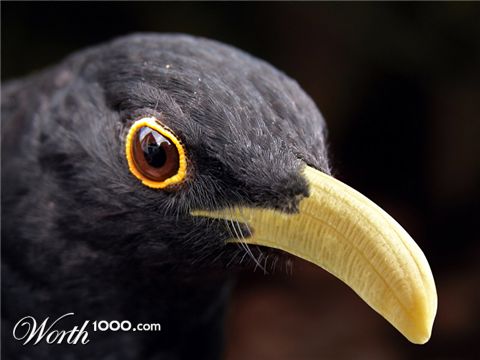 Photoshop Design by JeanLuc99