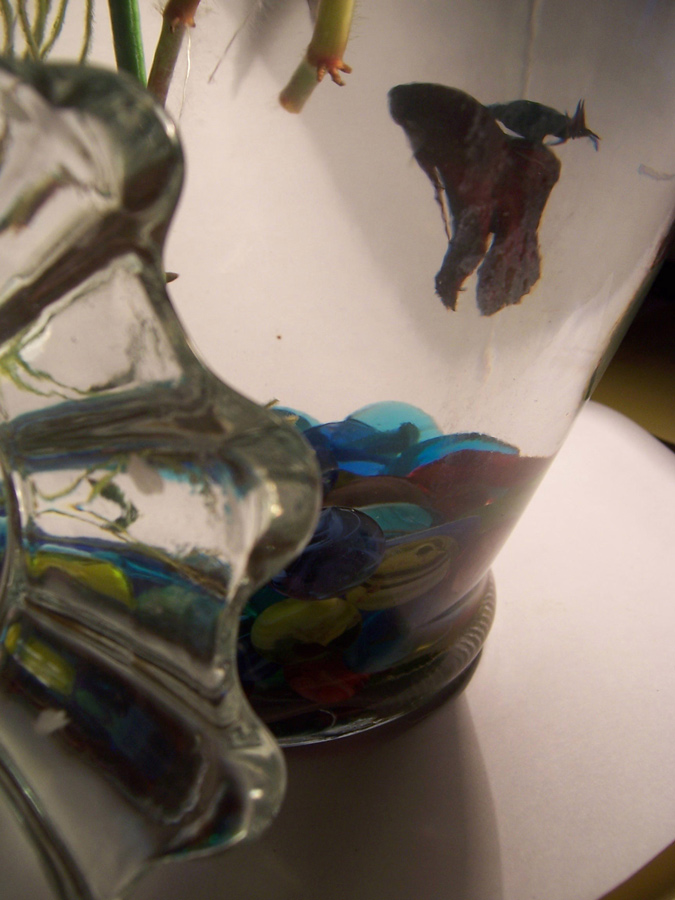 Photography by hidalgorocks for DesignCrowd (Community Contests) | Design #9043776