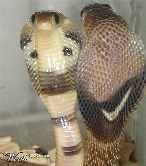 Photoshop Design by Irrwitzer