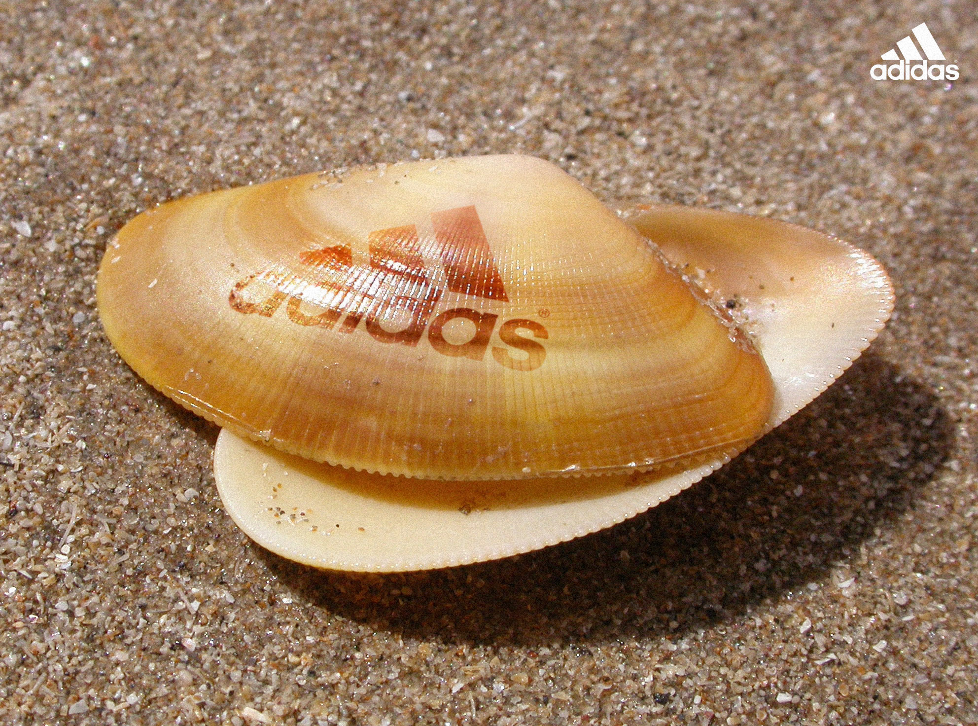 Design Photoshop par sherif1000 pour DesignCrowd (Community Contests) | Design #9052629