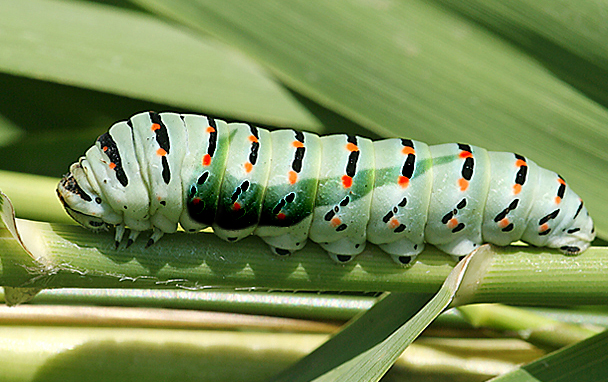 Design Photoshop par albedimus pour DesignCrowd (Community Contests) | Design #9052650