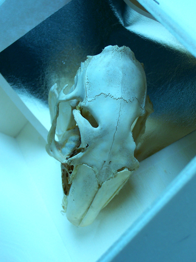 Photography by DutchPuh for DesignCrowd (Community Contests) | Design #9054294