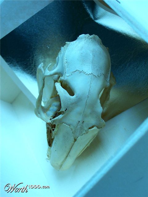 Photography by DutchPuh