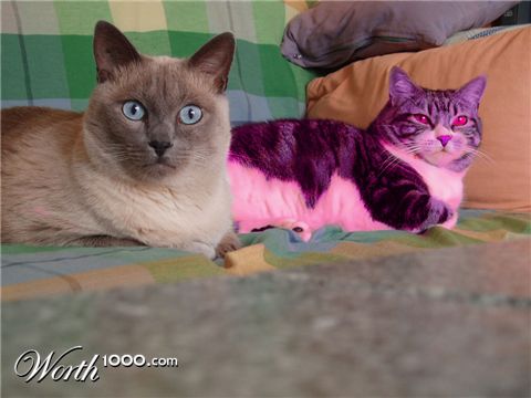 Photoshop Design by LooneyD