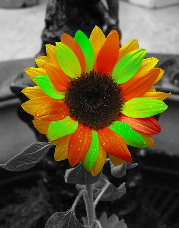 Photoshop Design by albedimus for DesignCrowd (Community Contests) | Design #9053710