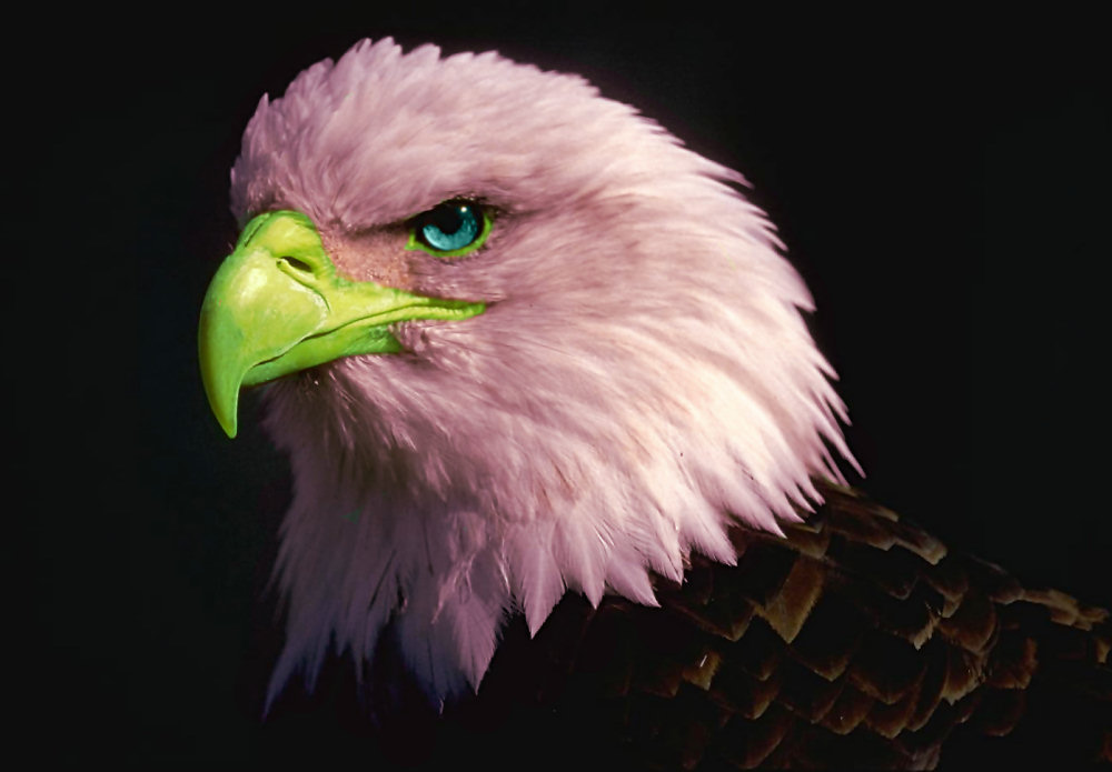 Photoshop Design by Silverhair1960 for DesignCrowd (Community Contests) | Design #9053708