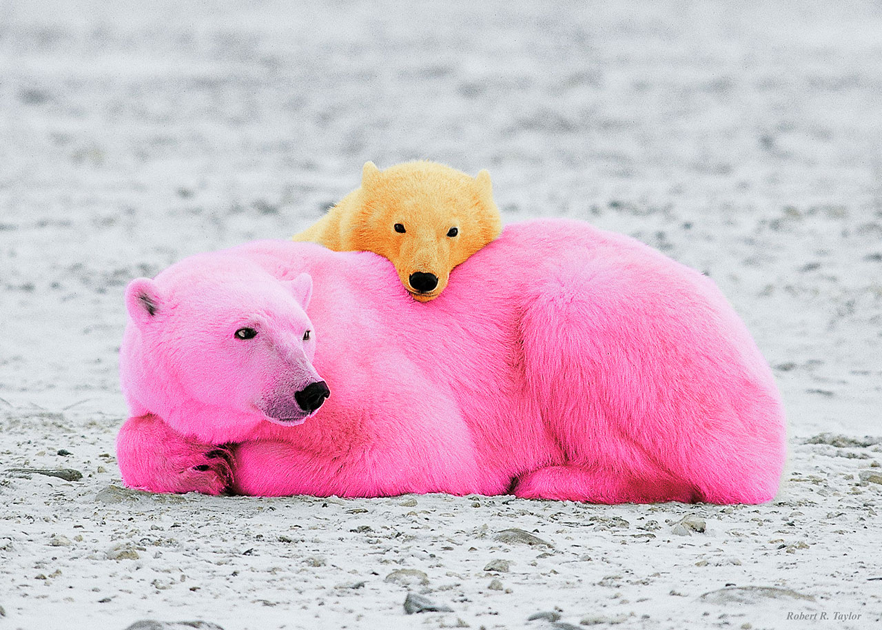 Design Photoshop par androide pour DesignCrowd (Community Contests) | Design #9053815