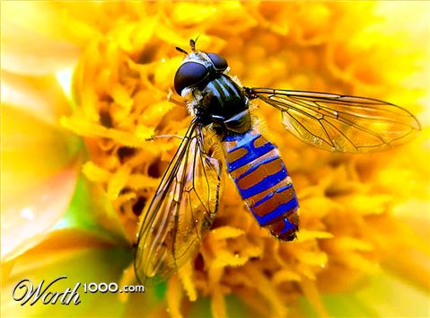 Photoshop Design by DutchPuh