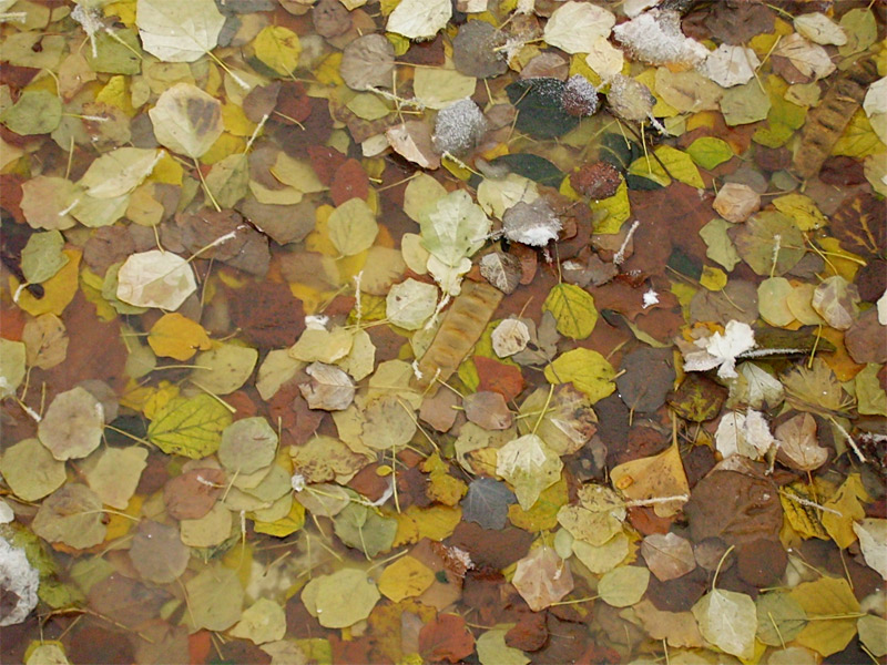 Photography by IsleofJura for DesignCrowd (Community Contests) | Design #9054430