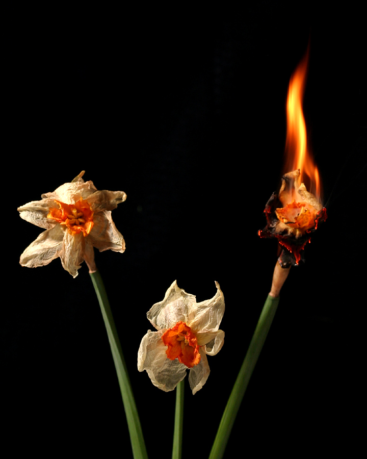 Fotografie von SigloV für DesignCrowd (Community Contests) | Design #9050462