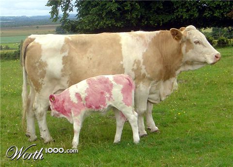 Photoshop design by cdshaut for DesignCrowd (Community Contests)