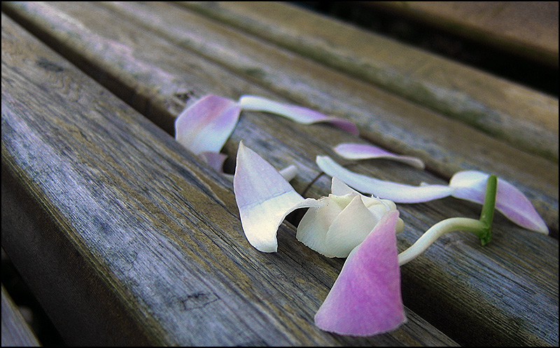 Fotografía por theduffman para DesignCrowd (Community Contests) | Diseño #9054891