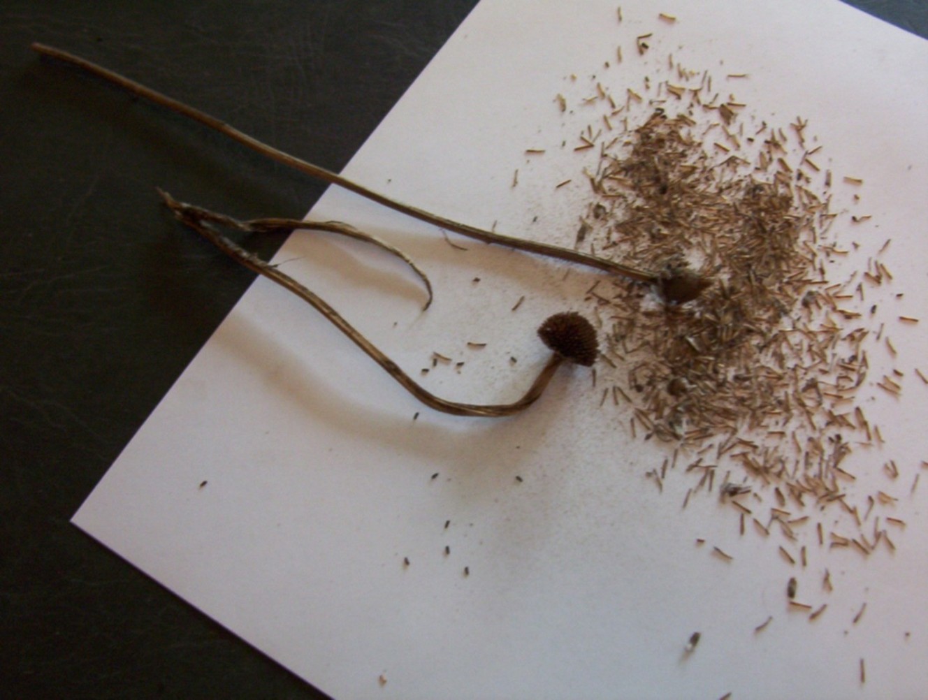 Photography by spincast1123 for DesignCrowd (Community Contests) | Design #9054888