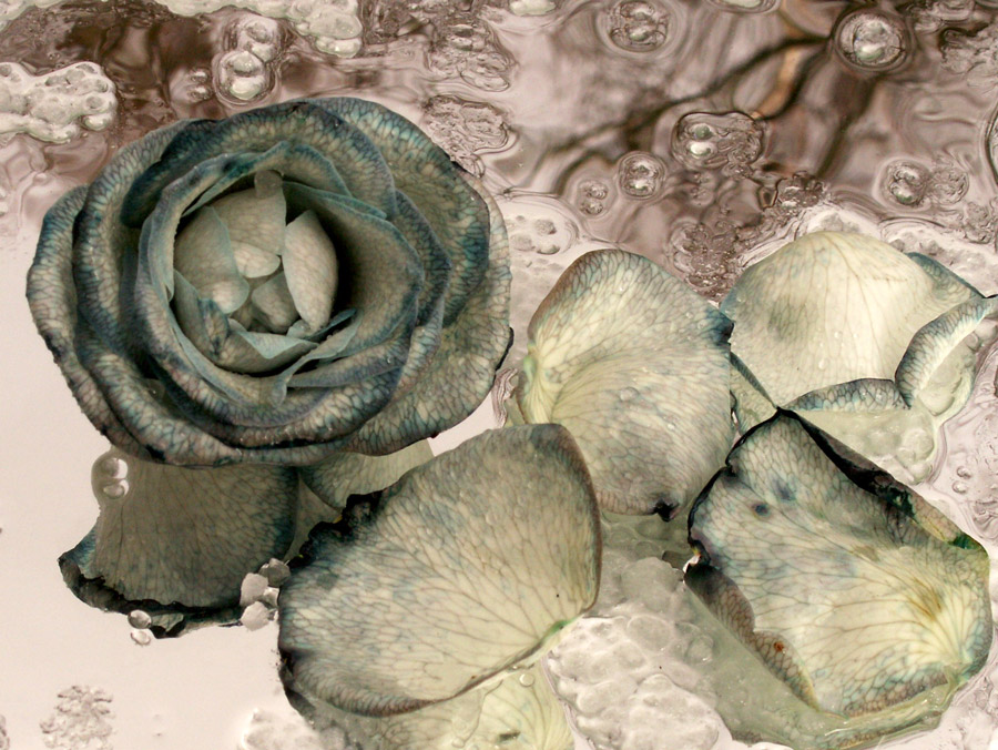 Fotografía por Halkatla para DesignCrowd (Community Contests) | Diseño #9054920