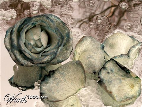 Photography by Halkatla