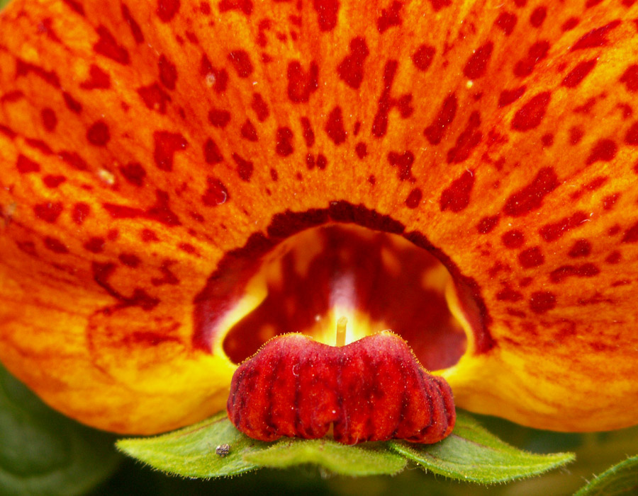 Fotografie von Halkatla für DesignCrowd (Community Contests) | Design #9054442